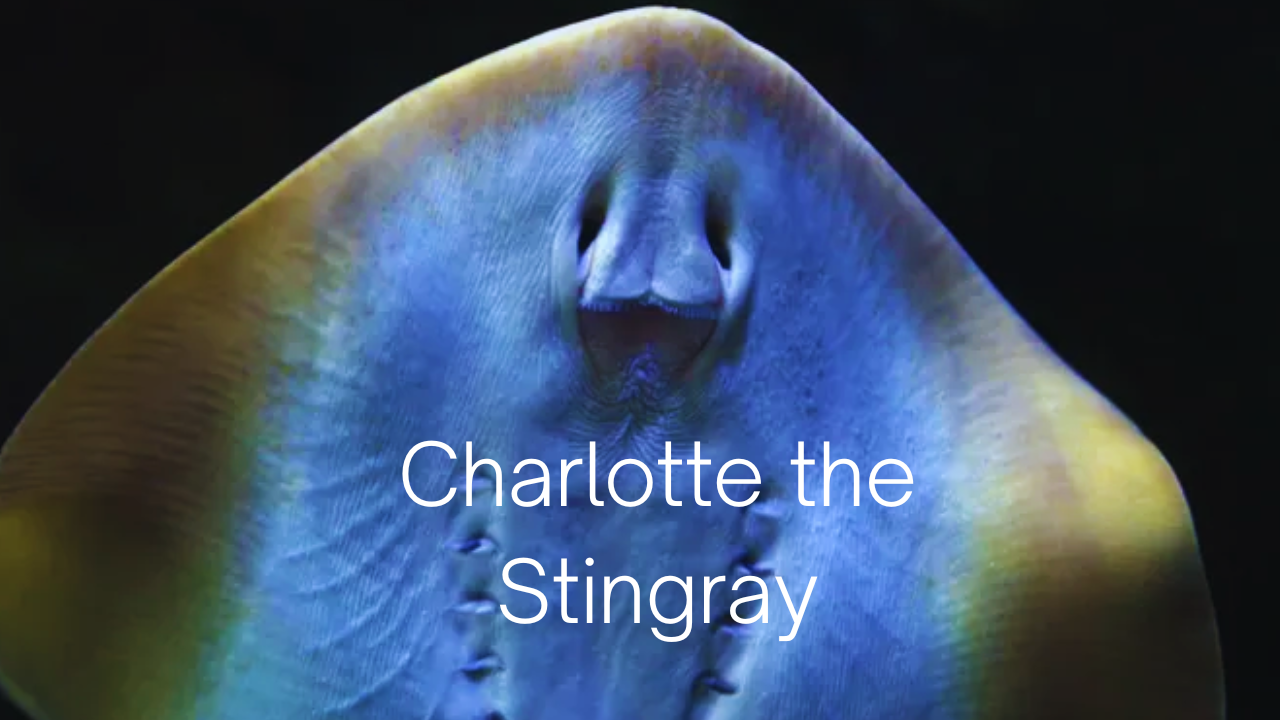 Charlotte The Stingray