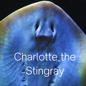 Image of: Charlotte The Stingray