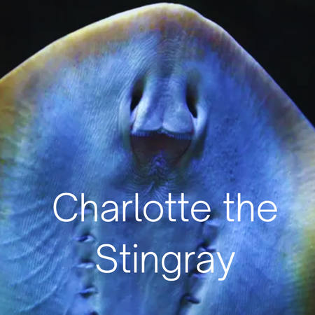 Image of: Charlotte The Stingray